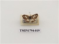 藏品(婆羅洲昆蟲)的圖片